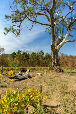 March 2020 / VERGARA_205