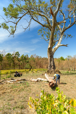 March 2020 / VERGARA_206