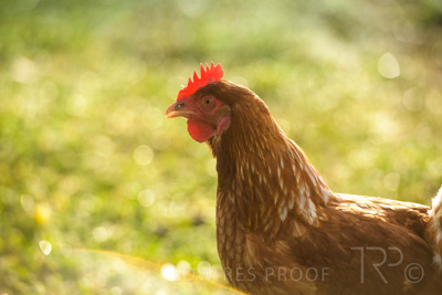 October 2020 / KIEGGS_201020_214