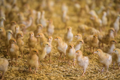 October 2020 / KIEGGS_201020_516