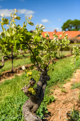 October 2021 / ELDERTON-CELLAR-DOOR-BAROSSA_043