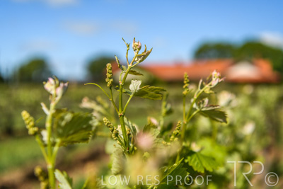 October 2021 / ELDERTON-CELLAR-DOOR-BAROSSA_044