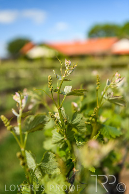 October 2021 / ELDERTON-CELLAR-DOOR-BAROSSA_045
