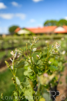 October 2021 / ELDERTON-CELLAR-DOOR-BAROSSA_046