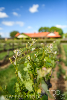 October 2021 / ELDERTON-CELLAR-DOOR-BAROSSA_047
