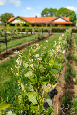 October 2021 / ELDERTON-CELLAR-DOOR-BAROSSA_048