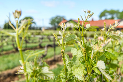 October 2021 / ELDERTON-CELLAR-DOOR-BAROSSA_049
