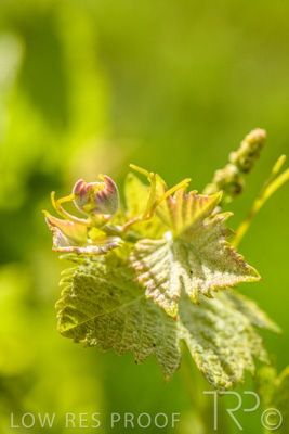 October 2021 / ELDERTON-CELLAR-DOOR-BAROSSA_050