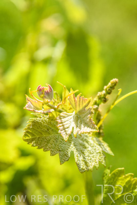 October 2021 / ELDERTON-CELLAR-DOOR-BAROSSA_051