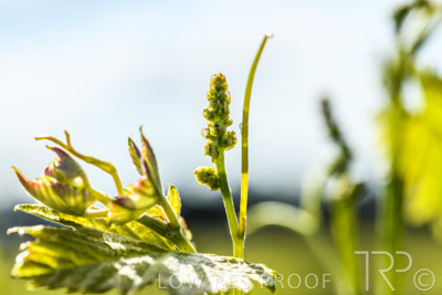 October 2021 / ELDERTON-CELLAR-DOOR-BAROSSA_052