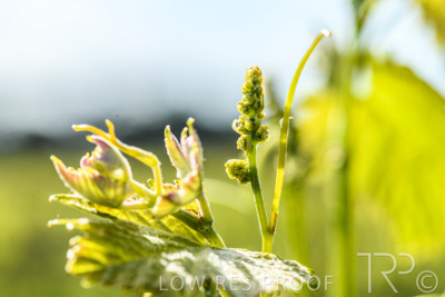 October 2021 / ELDERTON-CELLAR-DOOR-BAROSSA_053