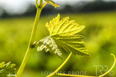 October 2021 / ELDERTON-CELLAR-DOOR-BAROSSA_054