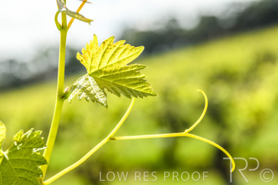October 2021 / ELDERTON-CELLAR-DOOR-BAROSSA_055