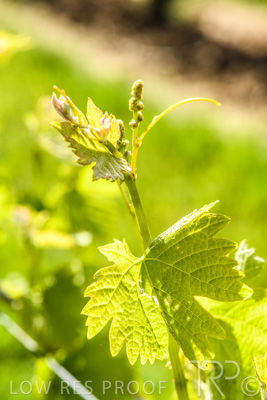 October 2021 / ELDERTON-CELLAR-DOOR-BAROSSA_056