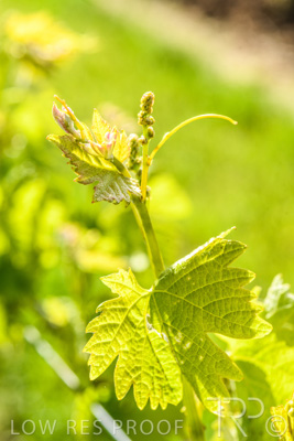 October 2021 / ELDERTON-CELLAR-DOOR-BAROSSA_057