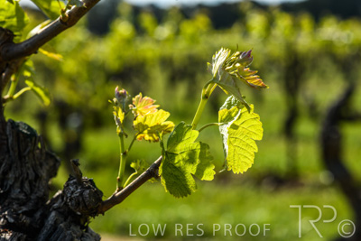 October 2021 / ELDERTON-CELLAR-DOOR-BAROSSA_058