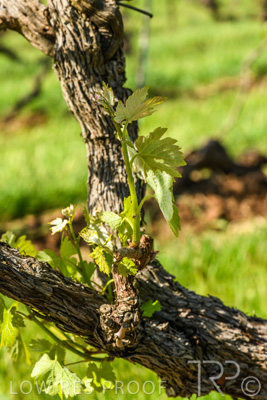 October 2021 / ELDERTON-CELLAR-DOOR-BAROSSA_059