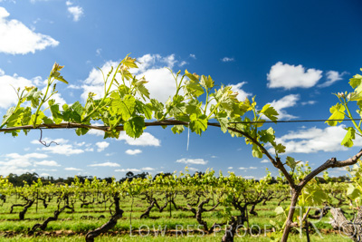 October 2021 / ELDERTON-CELLAR-DOOR-BAROSSA_060