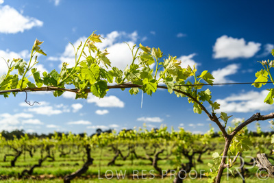 October 2021 / ELDERTON-CELLAR-DOOR-BAROSSA_061