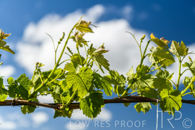 October 2021 / ELDERTON-CELLAR-DOOR-BAROSSA_062
