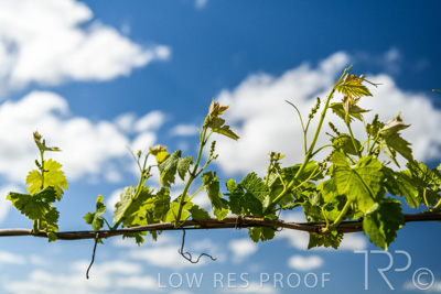 October 2021 / ELDERTON-CELLAR-DOOR-BAROSSA_063