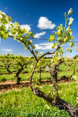 October 2021 / ELDERTON-CELLAR-DOOR-BAROSSA_066