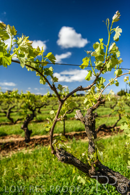 October 2021 / ELDERTON-CELLAR-DOOR-BAROSSA_067