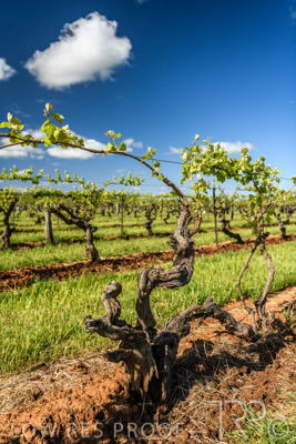 October 2021 / ELDERTON-CELLAR-DOOR-BAROSSA_068