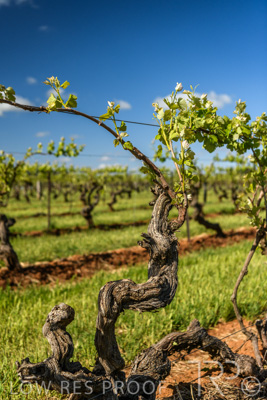 October 2021 / ELDERTON-CELLAR-DOOR-BAROSSA_069