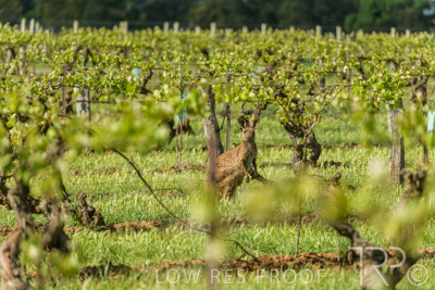 October 2021 / KANGAROOS-BAROSSA-ELDERTON_001