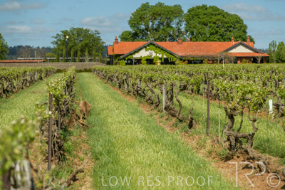 October 2021 / KANGAROOS-BAROSSA-ELDERTON_002