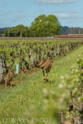 October 2021 / KANGAROOS-BAROSSA-ELDERTON_003