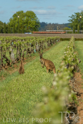October 2021 / KANGAROOS-BAROSSA-ELDERTON_004