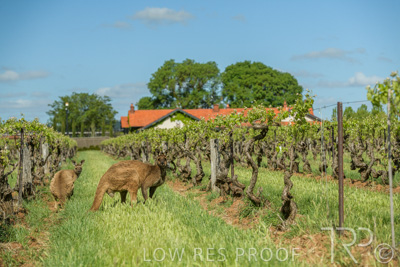 October 2021 / KANGAROOS-BAROSSA-ELDERTON_006