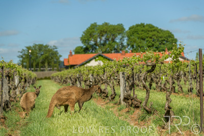 October 2021 / KANGAROOS-BAROSSA-ELDERTON_007
