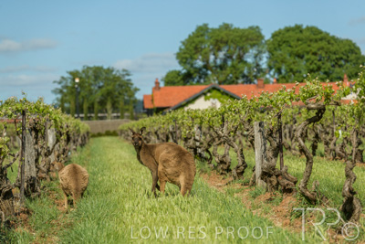 October 2021 / KANGAROOS-BAROSSA-ELDERTON_008