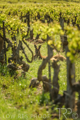 October 2021 / KANGAROOS-BAROSSA-ELDERTON_009