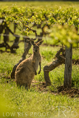 October 2021 / KANGAROOS-BAROSSA-ELDERTON_010