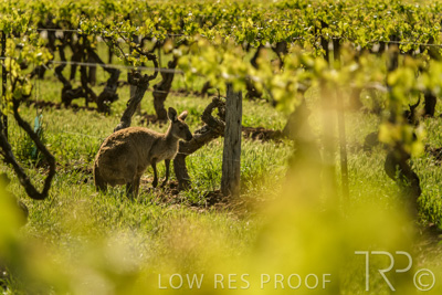 October 2021 / KANGAROOS-BAROSSA-ELDERTON_012