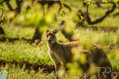 October 2021 / KANGAROOS-BAROSSA-ELDERTON_013