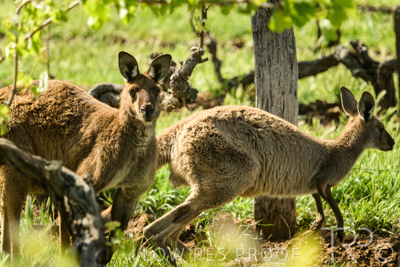 October 2021 / KANGAROOS-BAROSSA-ELDERTON_014