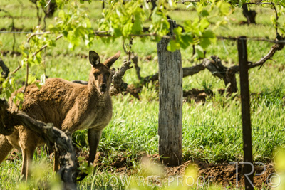 October 2021 / KANGAROOS-BAROSSA-ELDERTON_015
