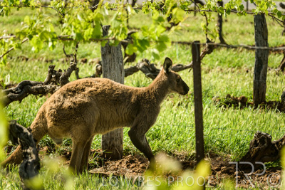 October 2021 / KANGAROOS-BAROSSA-ELDERTON_016