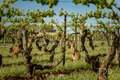 October 2021 / KANGAROOS-BAROSSA-ELDERTON_017