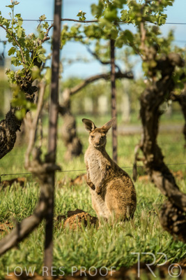 October 2021 / KANGAROOS-BAROSSA-ELDERTON_018
