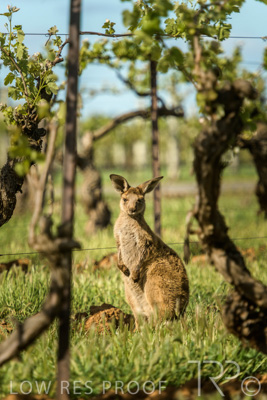 October 2021 / KANGAROOS-BAROSSA-ELDERTON_019