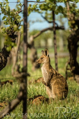 October 2021 / KANGAROOS-BAROSSA-ELDERTON_020