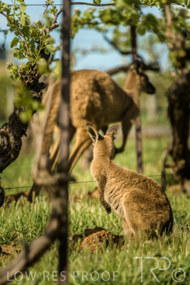 October 2021 / KANGAROOS-BAROSSA-ELDERTON_021
