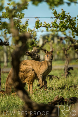 October 2021 / KANGAROOS-BAROSSA-ELDERTON_022