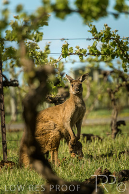 October 2021 / KANGAROOS-BAROSSA-ELDERTON_024